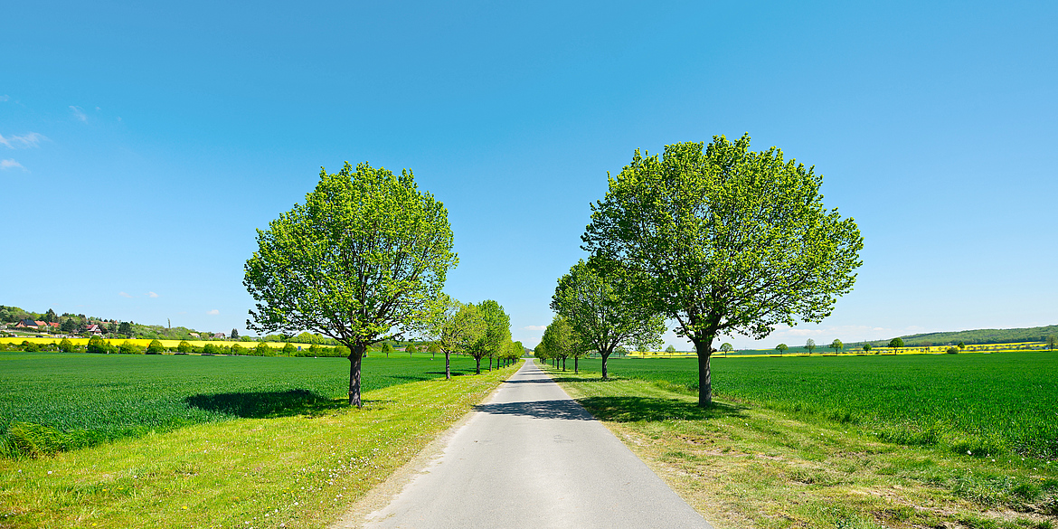 Landstrasse mit Bäumen an den Rändern